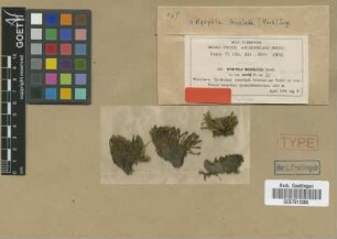 Hyophila micholitzii Broth. var. M.Fleisch. sterilis[syntype]