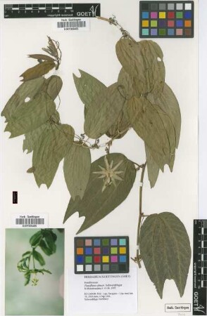Passiflora ulmeri Schwerdtf. [isotype]