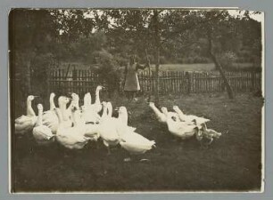 Gänse unter sich : Im Garten des Gutshofes Mühlberg zu Crostewitz bei Gaschwitz