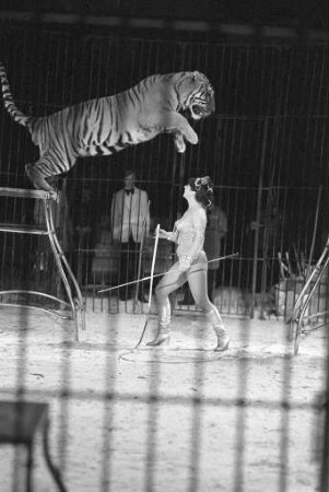 Gastspiel des Zirkus Busch-Roland auf dem Karlsruher Messplatz