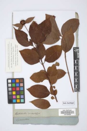 Cephalanthus occidentalis L.