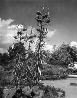 Essen. 2. Große Ruhrländische Gartenbau-Ausstellung, Grugapark, Mai bis Oktober 1952. Staudenrabatte. Ansicht mit Lilie