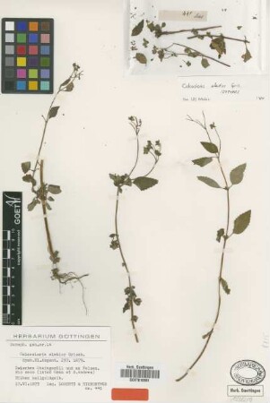 Calceolaria elatior Griseb. [isolectotype]