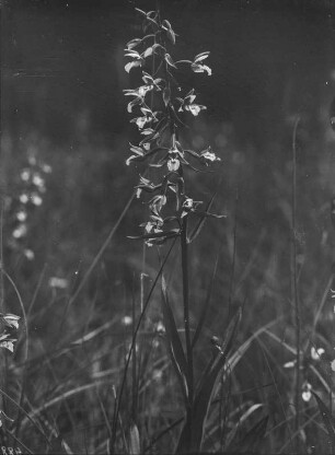 Sumpf-Stendelwurz : Sumpfwurz (Epipactis palustris Crantz.)