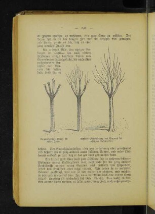 Umgepfropfter Baum im ersten Jahre. Weitere Entwickelung des Baumes bei richtigem Beschneiden.