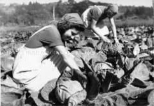 Arbeitsmaiden des Reichsarbeitsdienstes im Kohlfeld