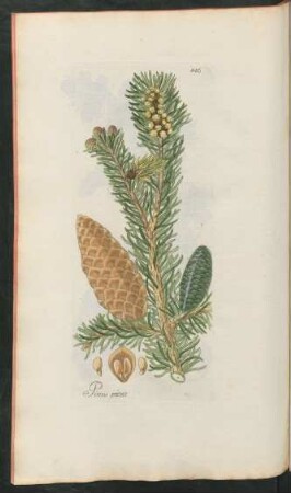 446. Pinus picea