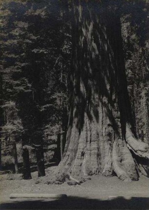 Waldstück