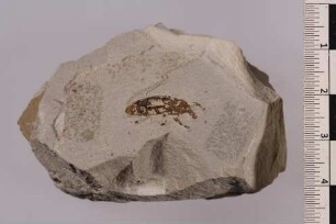 Rüsselkäfer (Curculionidae)