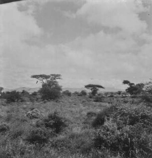 Savannenlandschaft : Serengeti bei Taveta