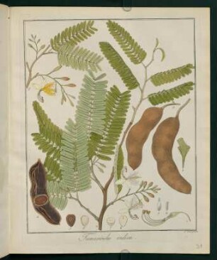 31r, Tamarindus indica