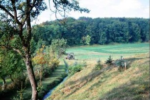 kleiner Bach, Wiese am Dorfrand, junge Fichtenpflanzung