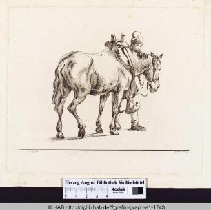 Ein Mann hält ein Pferd an seinem Halfter fest.