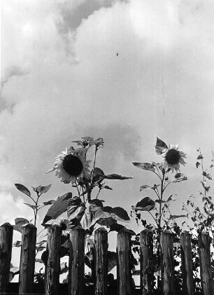 Blumen. Sonnenblumen