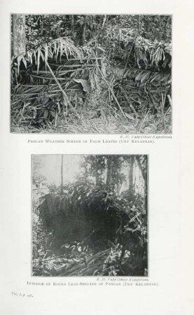 Pangan weather screen of palm leaves (Ulu Kelantan). Interior of round leaf-shelter of Pangan (Ulu Kelantan)