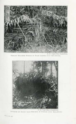 Pangan weather screen of palm leaves (Ulu Kelantan). Interior of round leaf-shelter of Pangan (Ulu Kelantan)