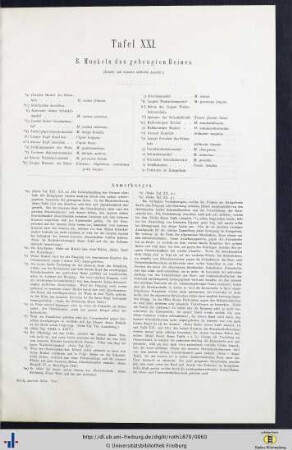 Tafel XXI. B. Muskeln des gebeugten Beines.