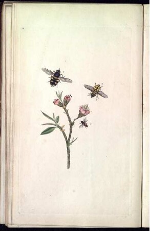 Pl. 31 [bis] Pl. 36 [Pl. siehe arbabische Paginierung]