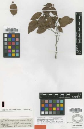 Discocarpus spruceanus Müll.Arg. [syntype]