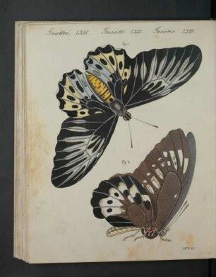 Tafel: Insekten LXIII. [...]