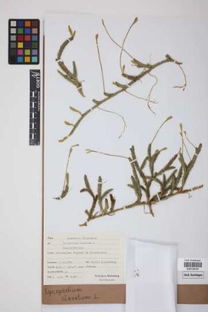 Lycopodium clavatum clavatum L.