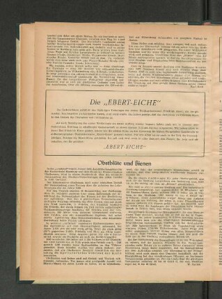 Die "Ebert-Eiche"