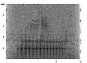 Kleinspecht | Dendrocopos minor - Trommeln