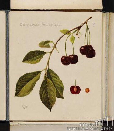 Ostheimer Weichsel
