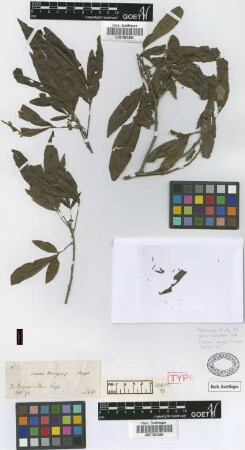Trichilia hieronymi Griseb.