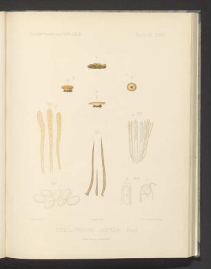 Cheilymenia Aurea