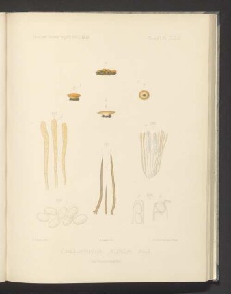 Cheilymenia Aurea