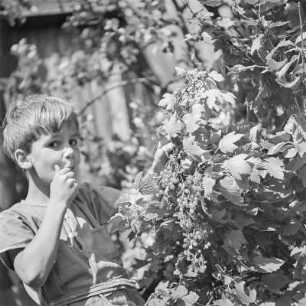 Kind isst Johannisbeeren vom Strauch