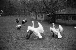 Pelikane und Kronenkraniche im Karlsruher Zoo.