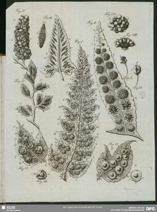 [Fig. I. - XII.]