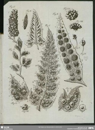 [Fig. I. - XII.]