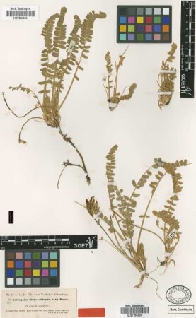 Astragalus chrysochlorus Boiss. & Kotschy [type]
