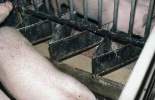 Fotografie: Flüssigfütterung, Mastschwein, Vollspaltenboden