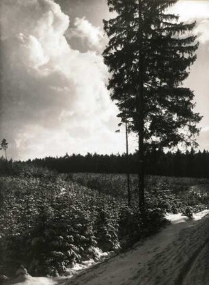 Dresdner Heide. Überhälter (Fichte) in Schonung