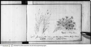 Skizzenbuch Capri, Sizilien, Papyruspflanzen in Syrakus