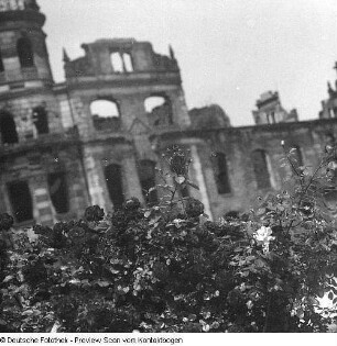 Dresden; Wenn in Dresden die Rosen blühen