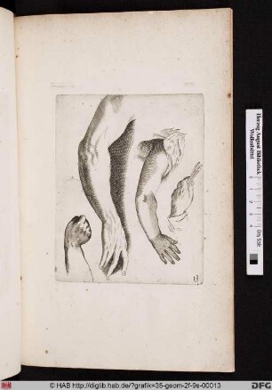 [Arm- und Handstudie].