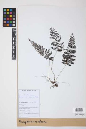 Acrophorus nodosus C.Presl