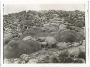 Yareta-Vegetation in der Kordillere von Chungará