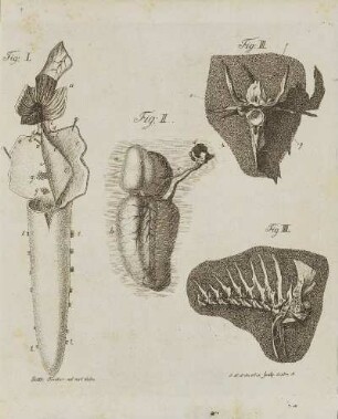 Fig. I. - Fig. IV.