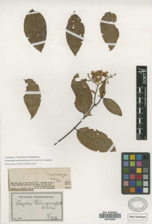 Tetrapterys warmingiana (Griseb.) Nied.