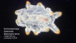 Bipinnaria larva, darkfield, Lanzarote 2019