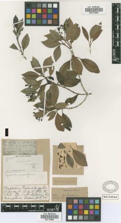 Psychotria coronata Griseb. [syntype]