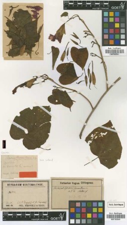 Ipomoea bernoulliana Peter [type]