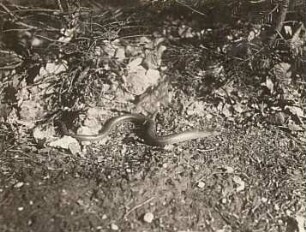 Blindschleiche (Anguis fragilis)