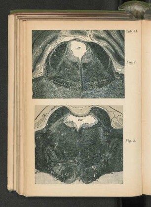 Tab. 41.